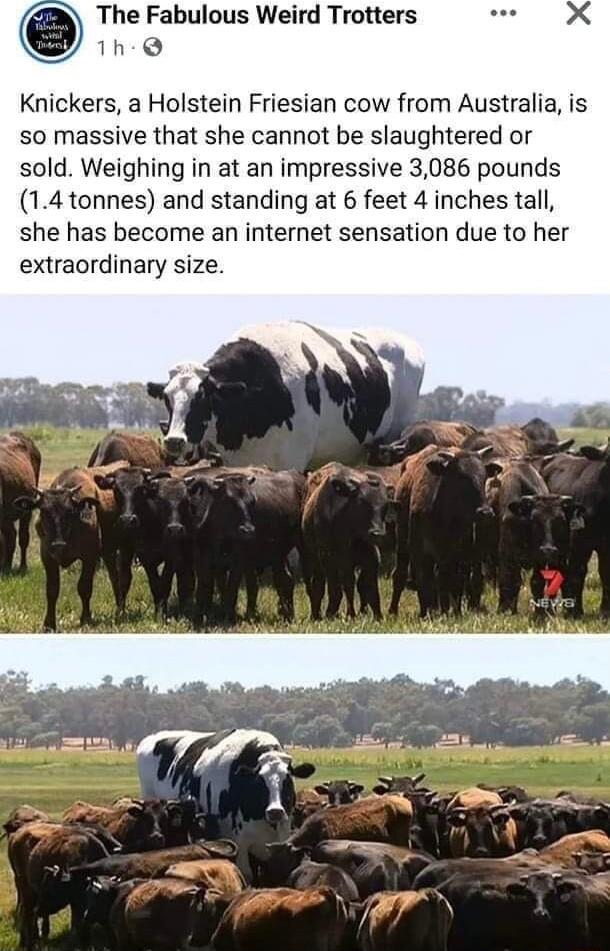 The Fabulous Weird Trotters 1h Q Knickers a Holstein Friesian cow from Australia is so massive that she cannot be slaughtered or sold Weighing in at an impressive 3086 pounds 14 tonnes and standing at 6 feet 4 inches tall she has become an internet sensation due to her extraordinary size