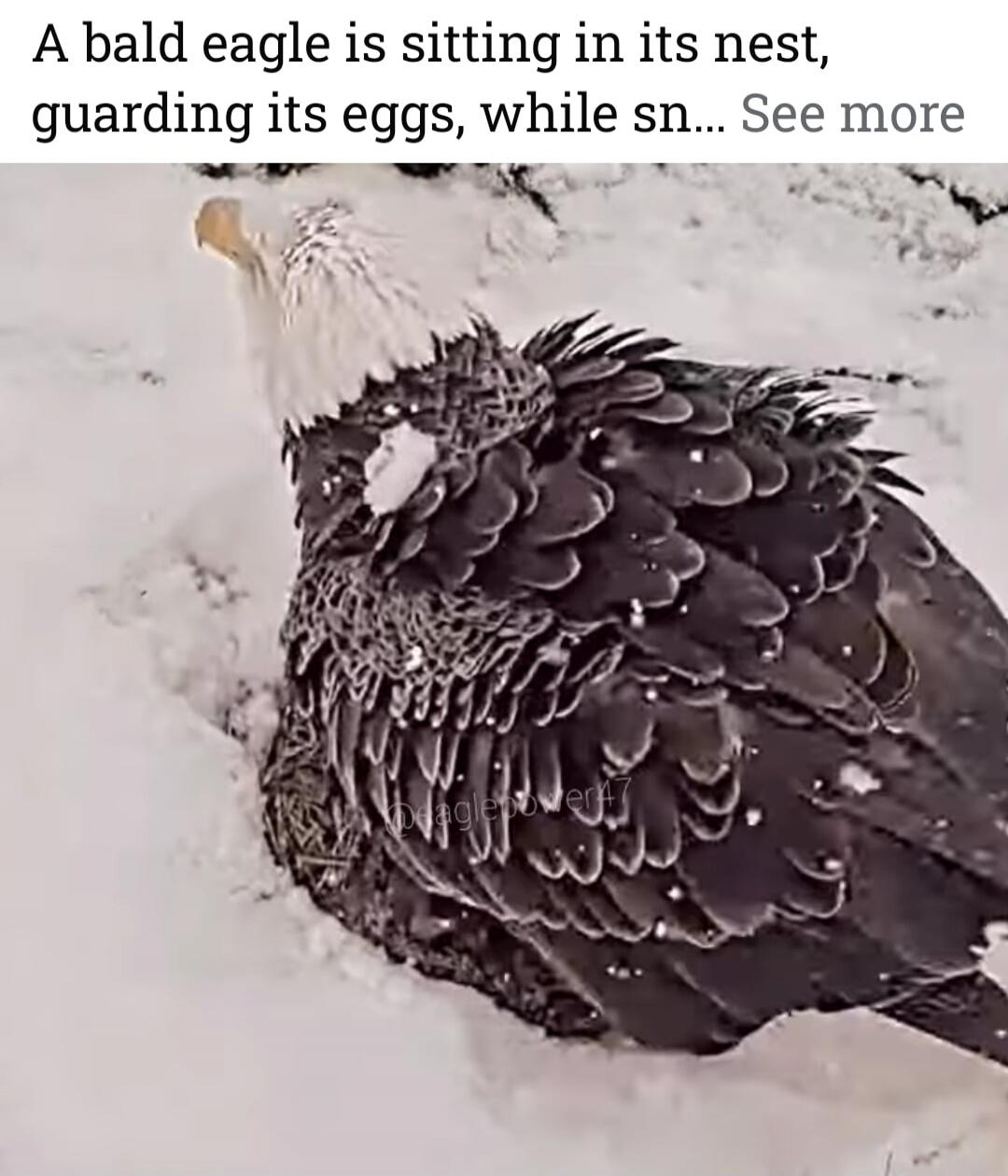 A bald eagle is sitting in its nest, guarding its eggs, while sn... See more