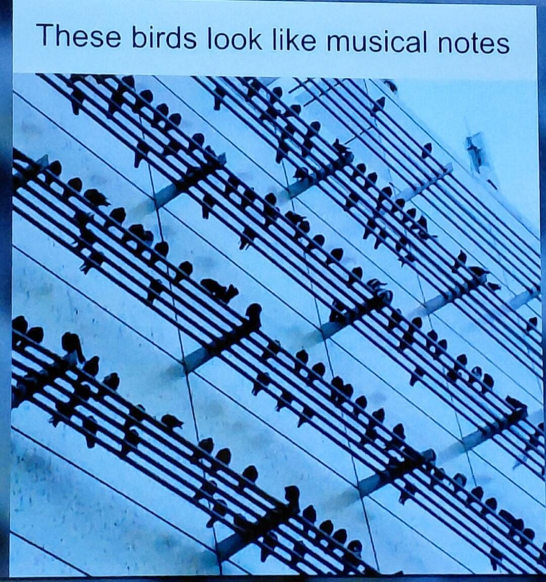 These birds look like musical notes