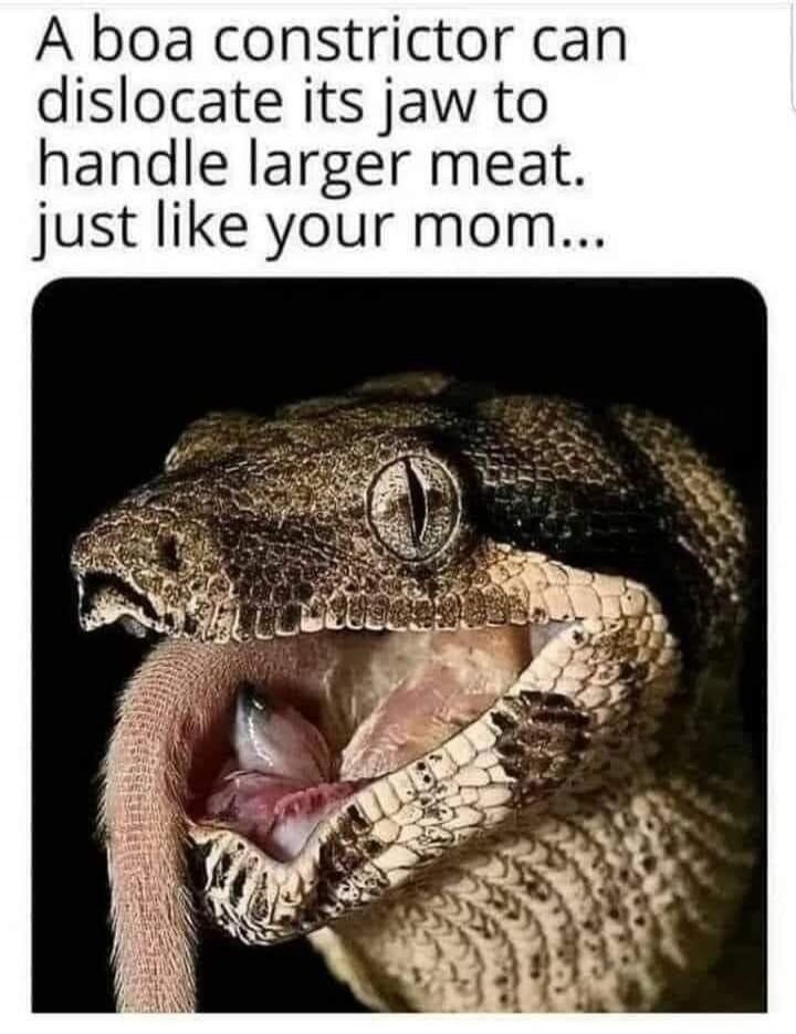 A boa constrictor can dislocate its jaw to handle larger meat. just like your mom...