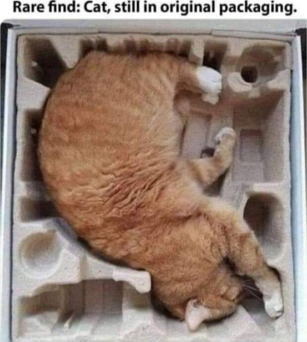 Rare find Cat still in original packaging