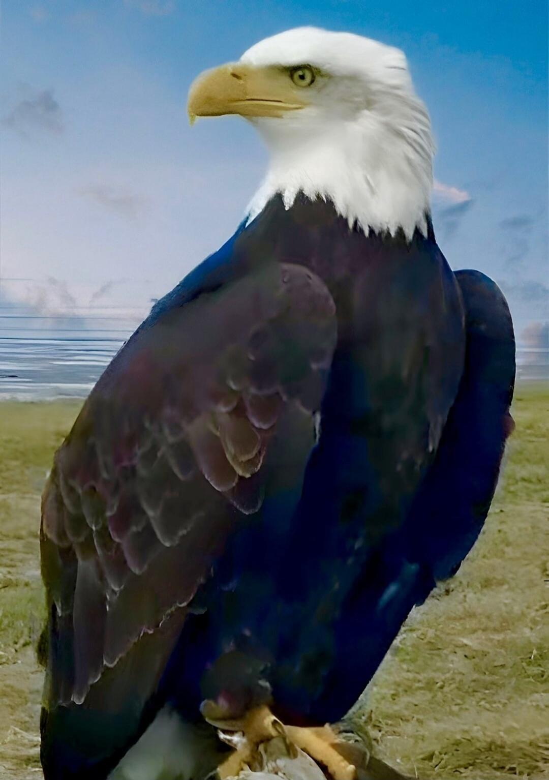A bald eagle standing on a shore with water in the background.