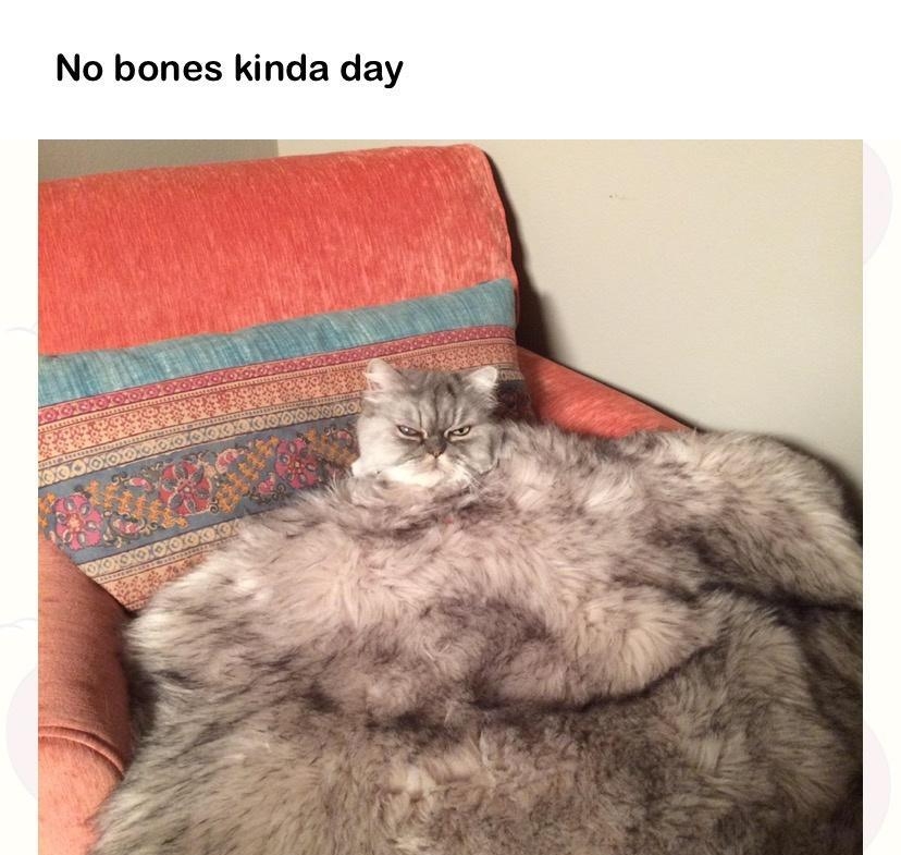 No bones kinda day the_pizzacat