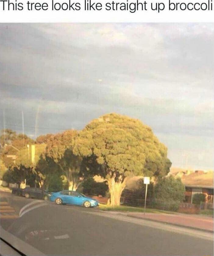This tree looks like straight up broccoli