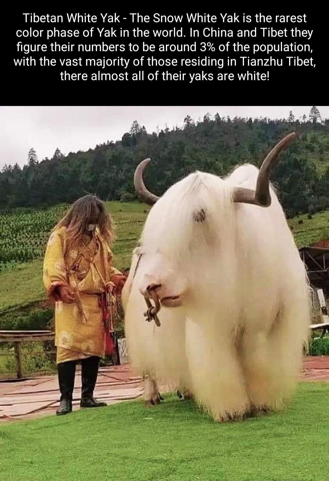 Tibetan White Yak The Snow White Yak is the rarest color phase of Yak in the world In China and Tibet they figure their numbers to be around 3 of the population with the vast majority of those residing in Tianzhu Tibet there almost all of their yaks are white