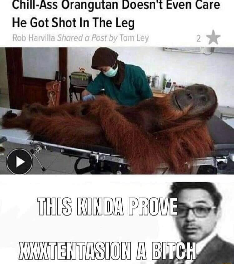 Chill Ass Orangutan Doesnt Even Lare He Got Shot In The Leg HISHIND m NKKTENTINSIONIRIBITCH
