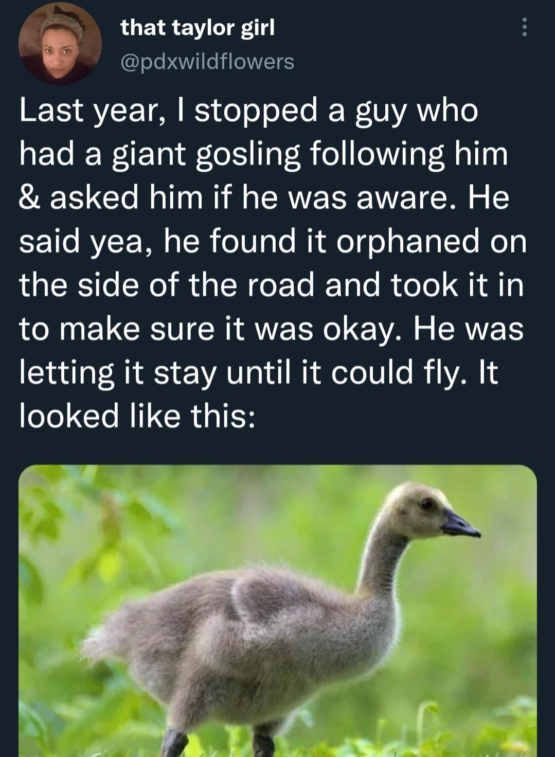 that taylor girl 3 pdxwildflowers BT AVLE YA IS o o oITo IE WV VANY o aE TeR WeIF Tol afo S TaT 8 oeViloV Mallqy asked him if he was aware He ST 1le VLT o IR o0ale MY Aol ge gF TalTo ely RS o LR R R o To Tole R ool i 1y to make sure it was okay He was letting it stay until it could fly It oJo I MIICRUIER