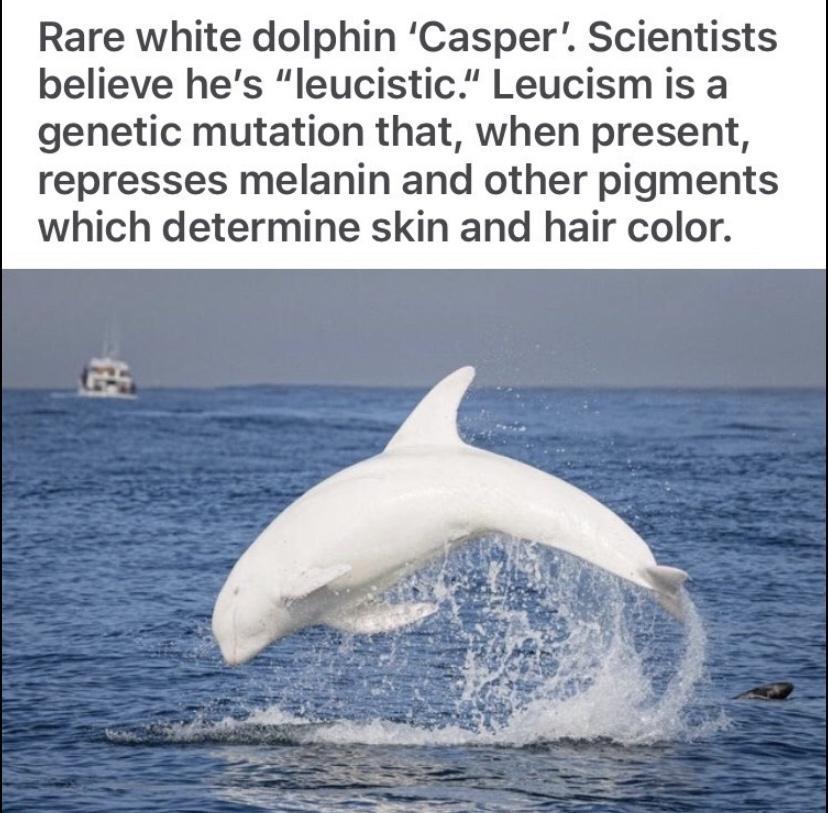 Rare white dolphin Casper Scientists believe hes leucistic Leucism is a genetic mutation that when present represses melanin and other pigments which determine skin and hair color