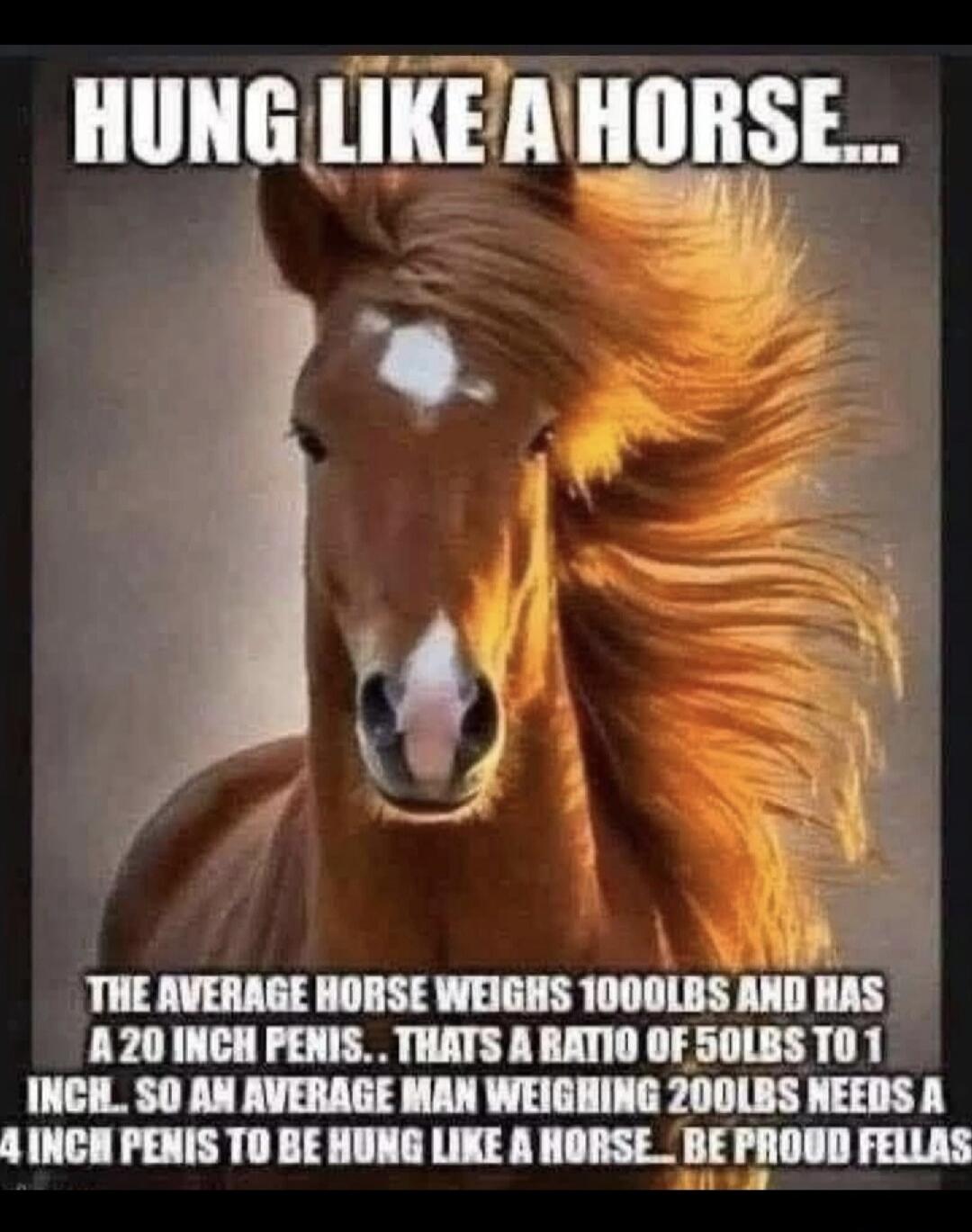 HUNG LIKE A HORSE... THE AVERAGE HORSE WEIGHS 1000LBS AND HAS A 20 INCH PENIS... THATS A RATIO OF 50LBS TO 1 INCH. SO AN AVERAGE MAN WEIGHING 200LBS NEEDS A 4 INCH PENIS TO BE HUNG LIKE A HORSE... BE PROUD FELLAS