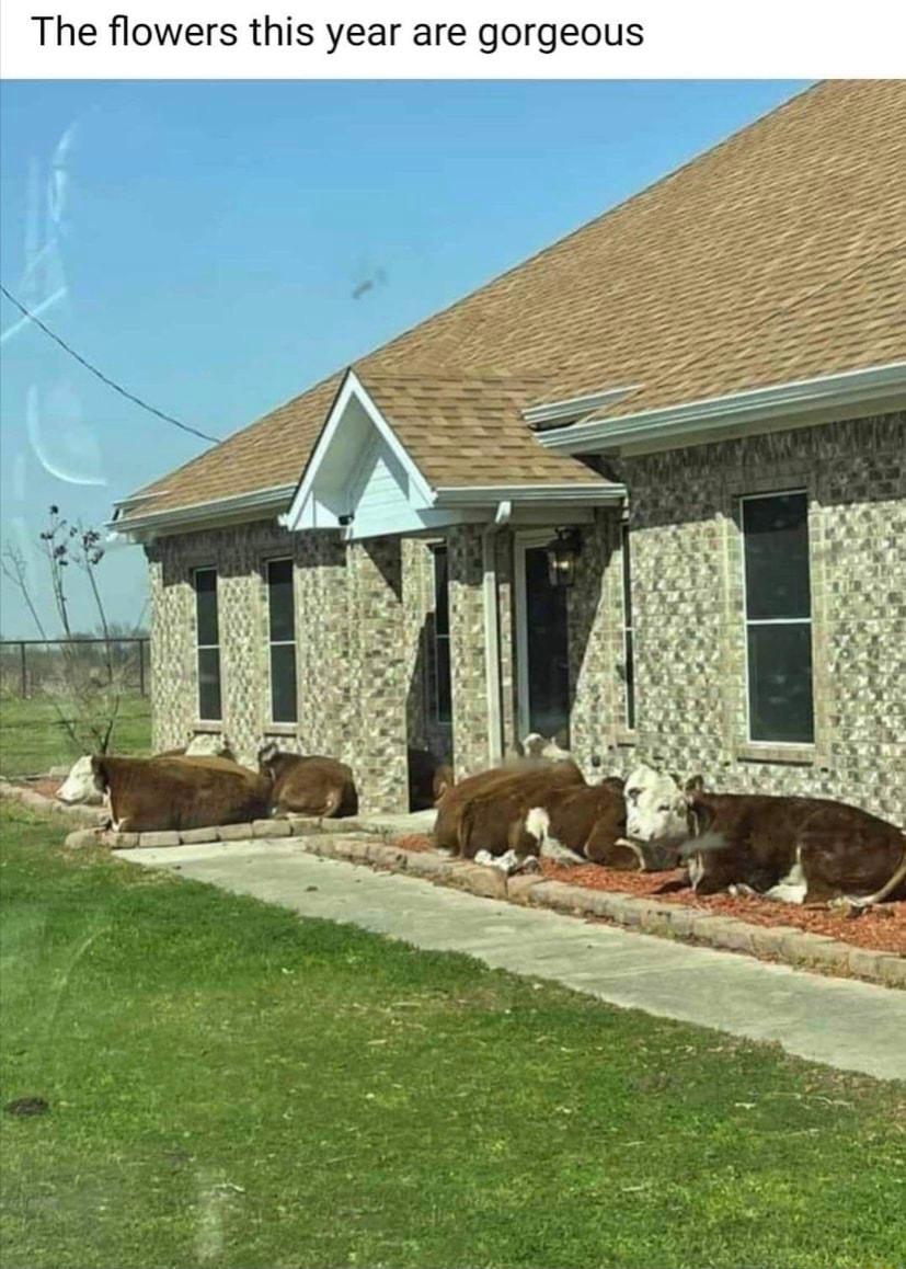 The flowers this year are gorgeous