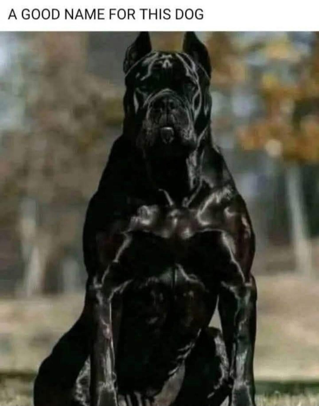 A GOOD NAME FOR THIS DOG