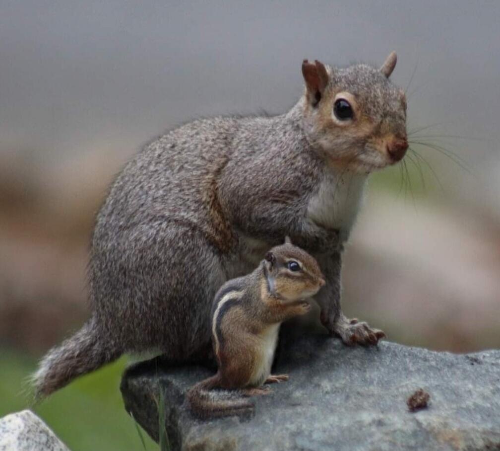 Two grey squirrels perched on a rock; a larger adult with a smaller juvenile nearby.