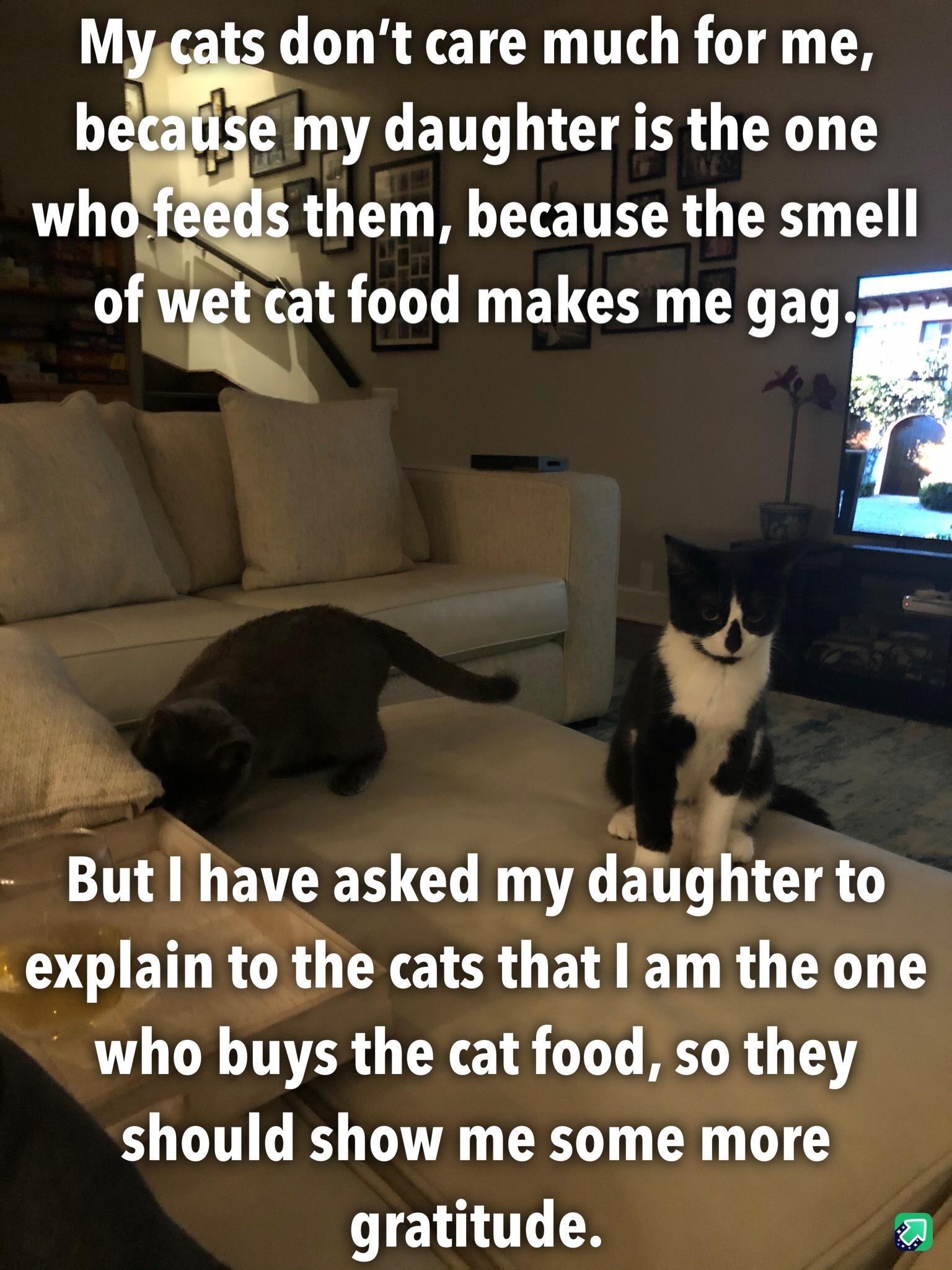 s dont care much for me of h cat food ELCEY G E T e Butl have asked my daughter to explain to the cats that am the one who buys the cat food so they should show me some more gratitude a