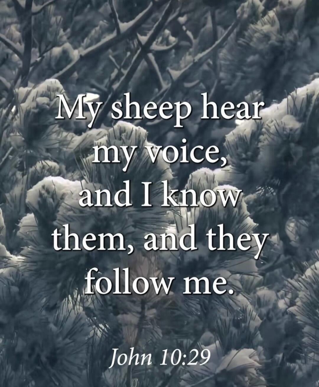 My sheep hear my voice, and I know them, and they follow me. John 10:29