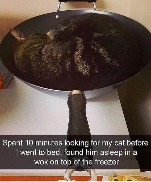 Spent 10 minutes looking for my cat before went to bed found him asleep in a wok on top of the freezer