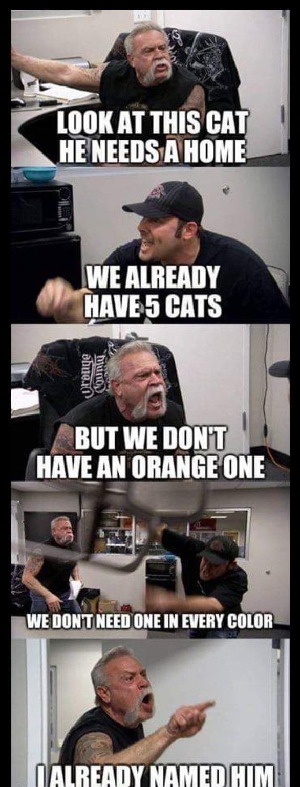 S LOOK AT THIS CAT T4l n