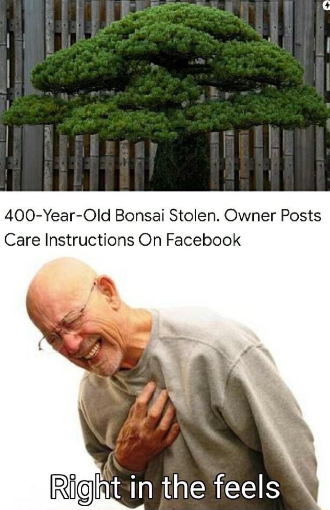 400 Year Old Bonsai Stolen Owner Posts Care Instructions On Facebook RigingiaEhicES