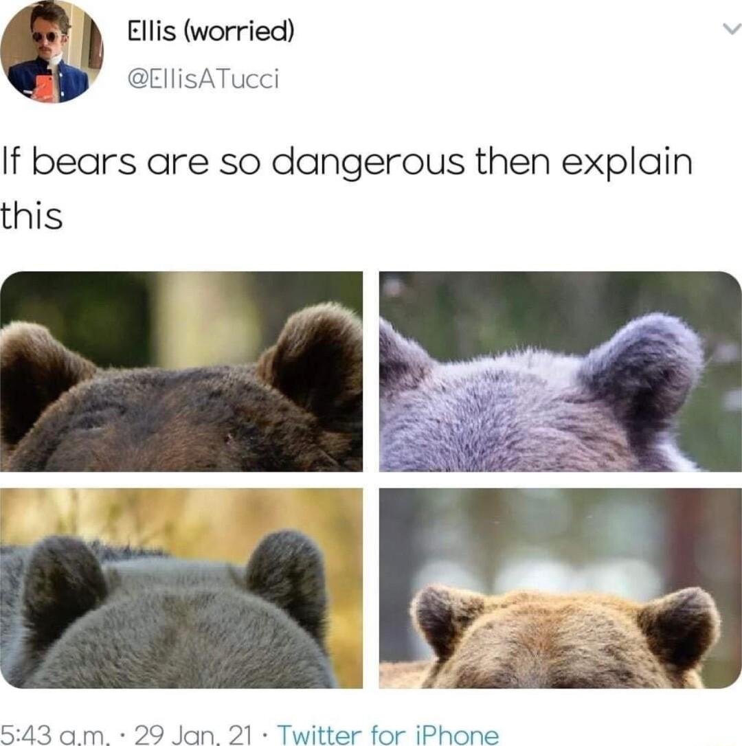 Ellis worried EllisATucci If bears are so dangerous then explain this 29 Jan Twitter for iPhone