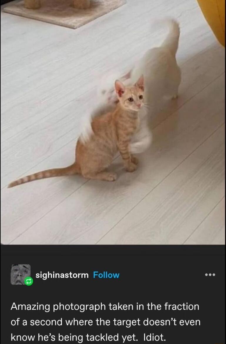 sighinastorm Amazing photograph taken in the fraction of a second where the target doesnt even know hes being tackled yet Idiot