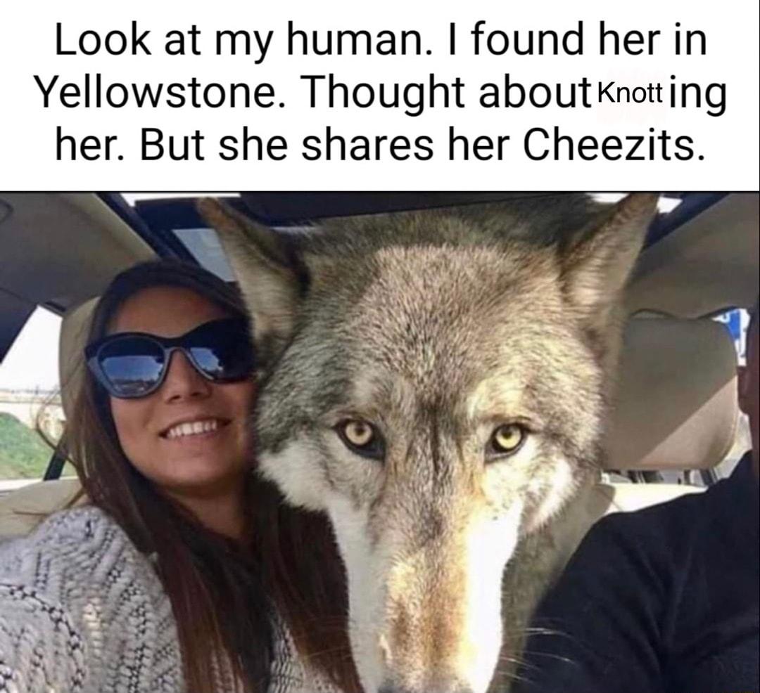 Look at my human found her in Yellowstone Thought aboutknotting her But she shares her Cheezits