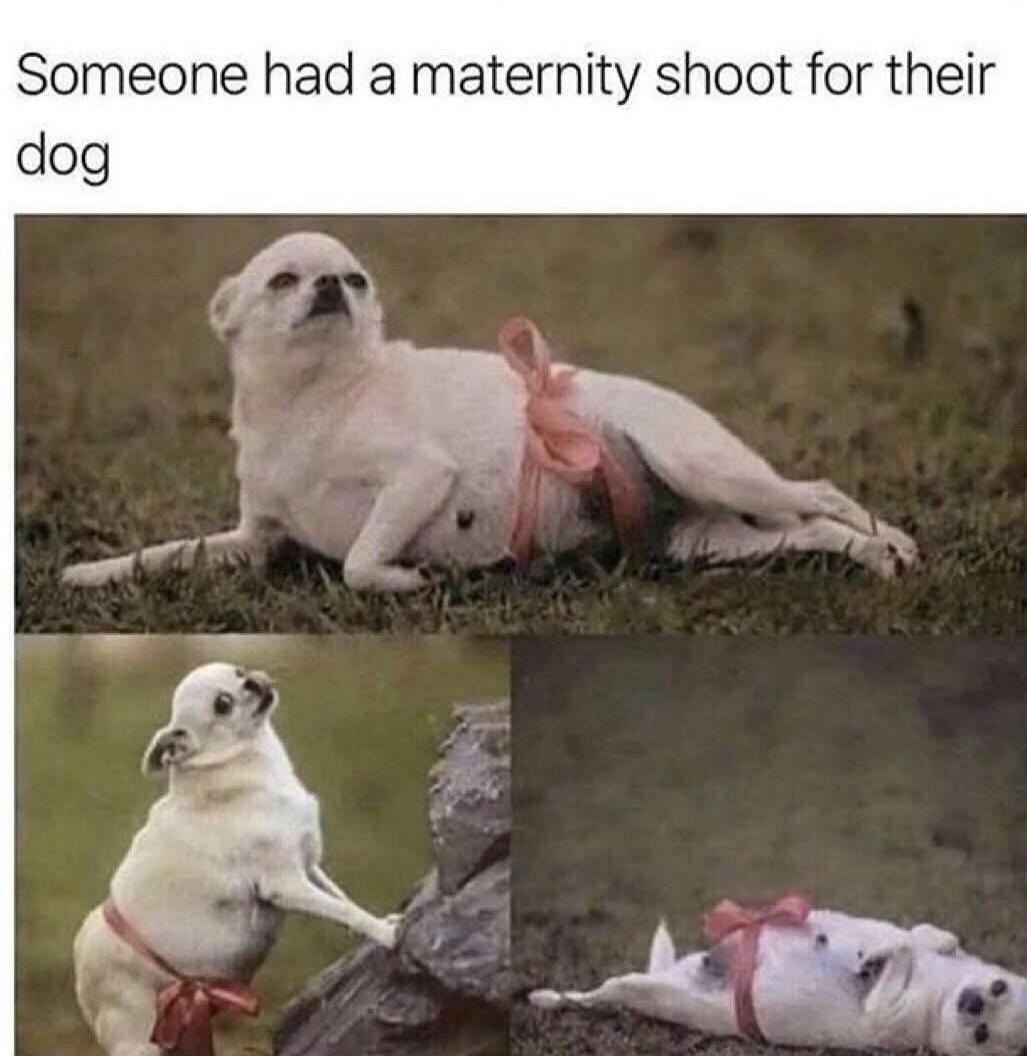 Someone had a maternity shoot for their dog