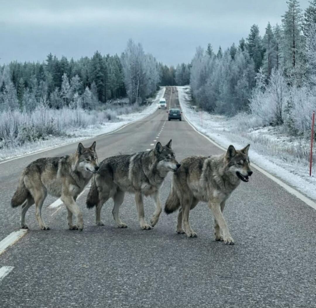 Four wolves cross a wintery road in a snowy forest, with a car visible in the distance.