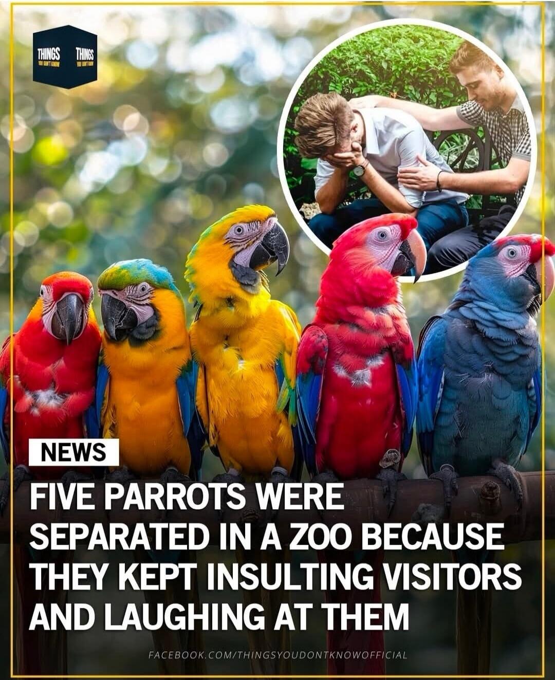 FIVE PARROTS WERE SEPARATED IN A ZOO BECAUSE THEY KEPT INSULTING VISITORS AND LAUGHING AT THEM