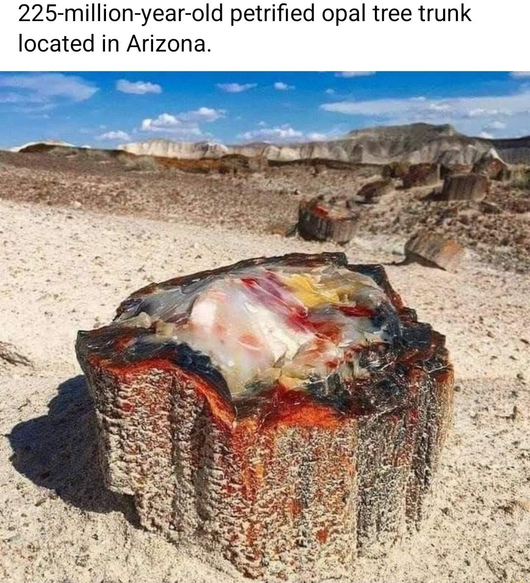 225 million year old petrified opal tree trunk located in Arizona