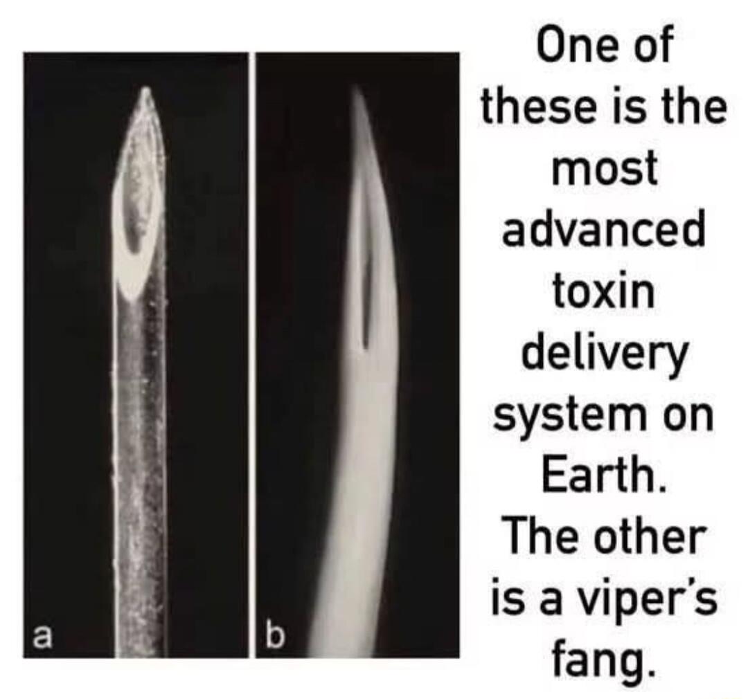 One of these is the most advanced toxin delivery system on Earth. The other is a viper's fang.