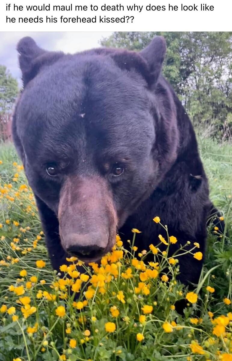 if he would maul me to death why does he look like he needs his forehead kissed