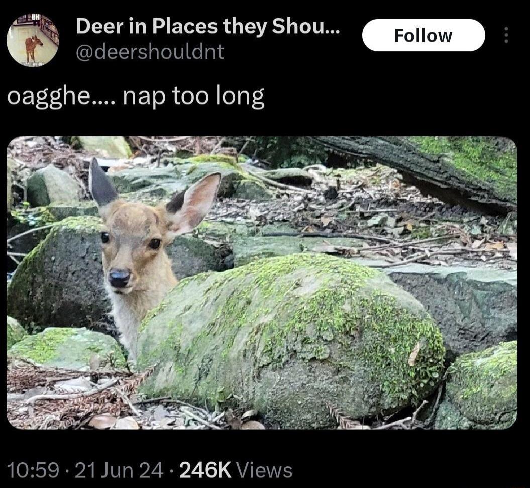 Deer in Places they Shou deershouldnt oagghe nap too long 1059 21 Jun 24 246K Views