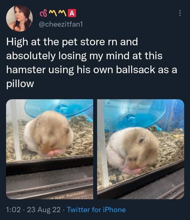 SMME J cheezitfant High at the pet store rn and absolutely losing my mind at this hamster using his own ballsack as a pillow 102 23 Aug 22 Twitter for iPhone