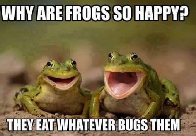 WHY ARE FROGS SO HAPPY x e i THEYEATWHATEVERBUGS THEM