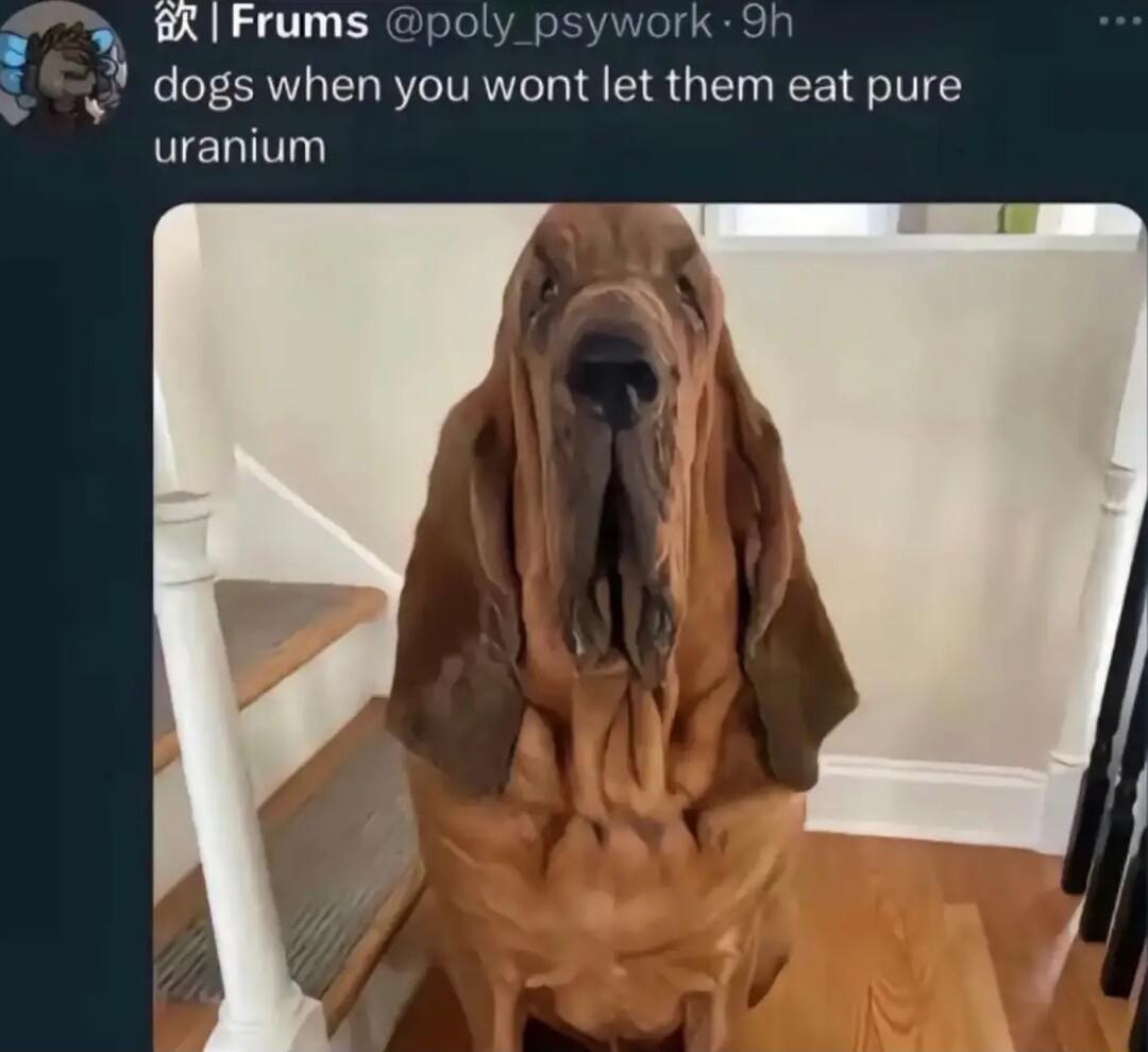 R Frums poly psywork 9h dogs when you wont let them eat pure eI