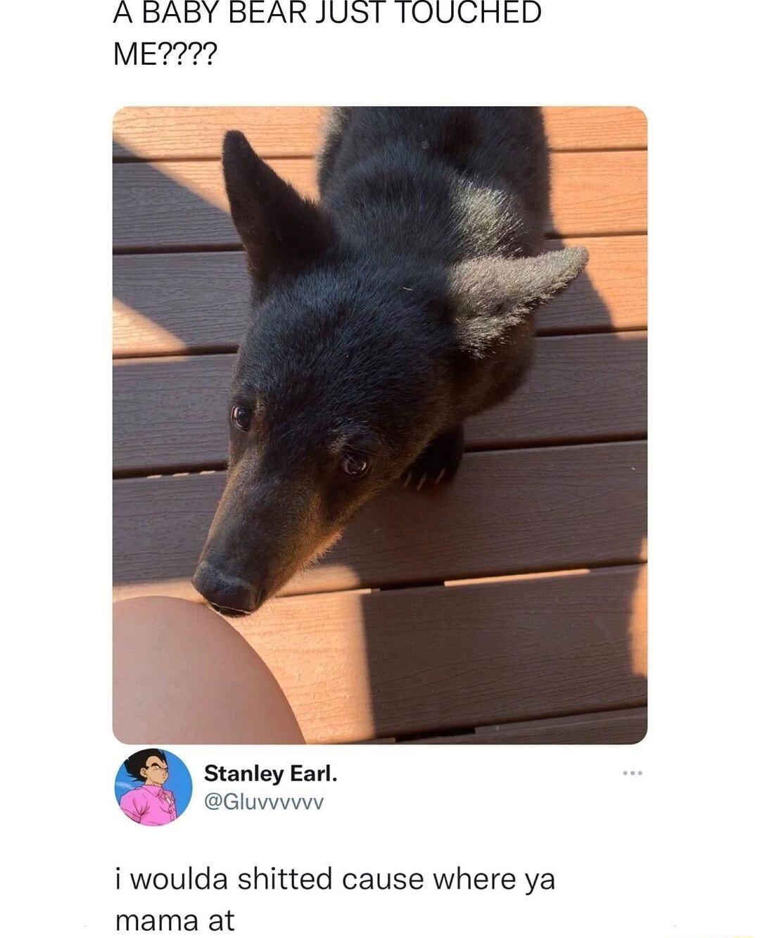 A BABY BEAR JUST TOUCHED ME stanley Earl b eGluwww i woulda shitted cause where ya mama at