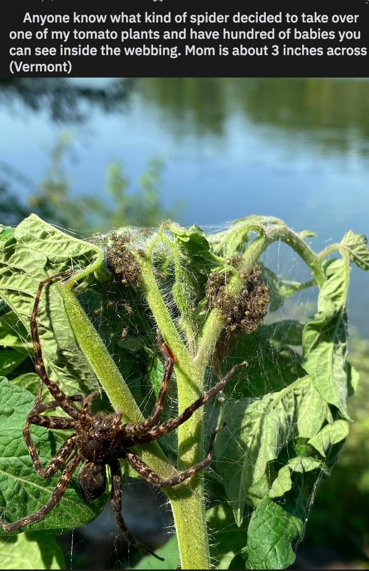 Posted by ubluec a Anyone know what kind of spider decided to take over LLER R ARG ETGER SRR LD EVER T L IEL R 3 LRV can see inside the webbing Mom is about 3 inches across Vermont A smant_Hury_5230 16 days ago Dont know about the spider but I do know that plant doesnt have aphids or any other pests 45 30k Reply Share bluecoffee22 0F 16 days ago T havent had any of the annoying green tomato worms 