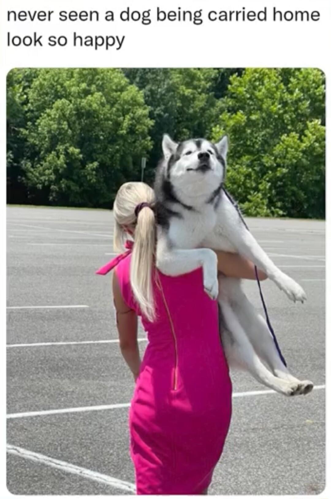never seen a dog being carried home look so happy
