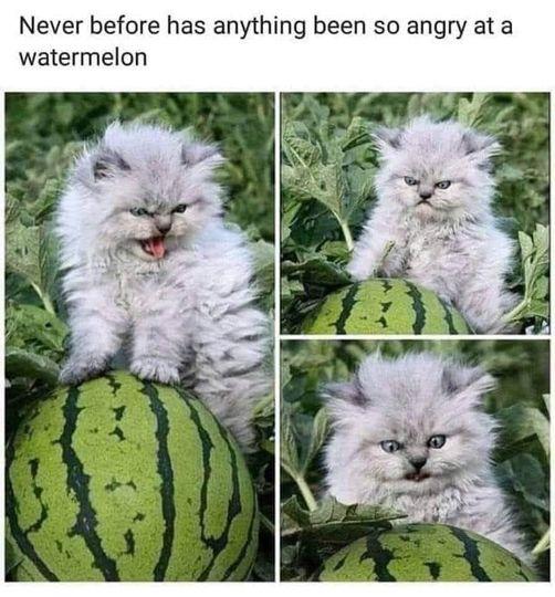 Never before has anything been so angry at a watermelon