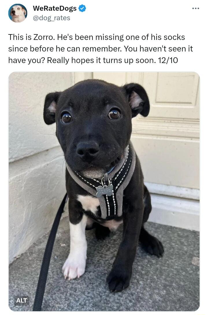 WeRateDogs dog rates This is Zorro Hes been missing one of his socks since before he can remember You havent seen it have you Really hopes it turns up soon 1210
