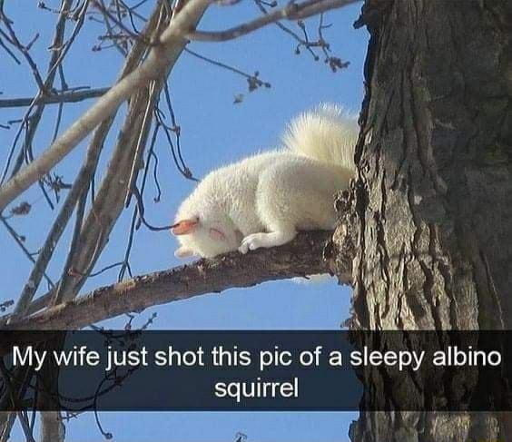 IAYIENVE 1 Tel TN el el o TI TT o VA o squirrel 1 i