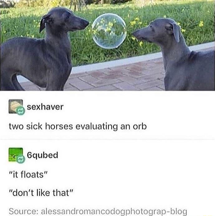 two sick horses evaluating an orb 6qubed it floats dont like that Soul ales andromancodogphotograp blog