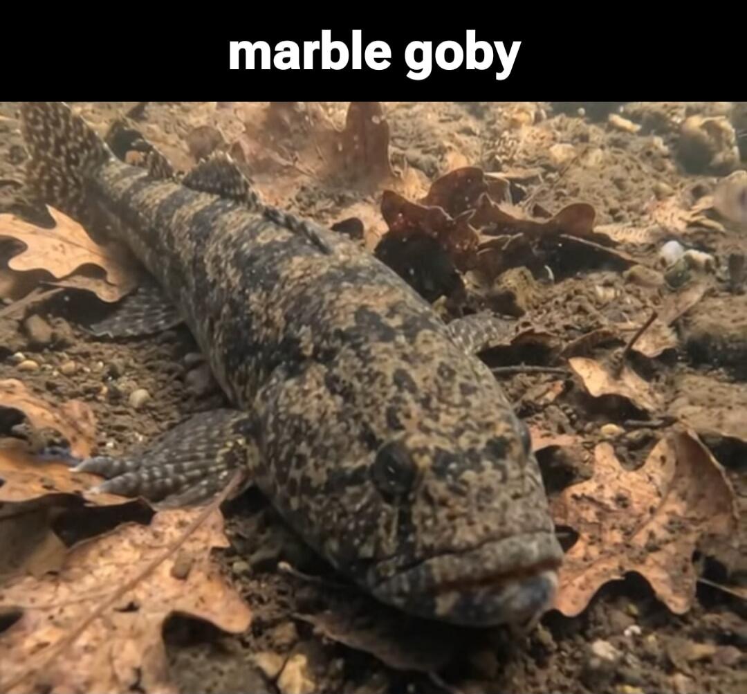 marble goby