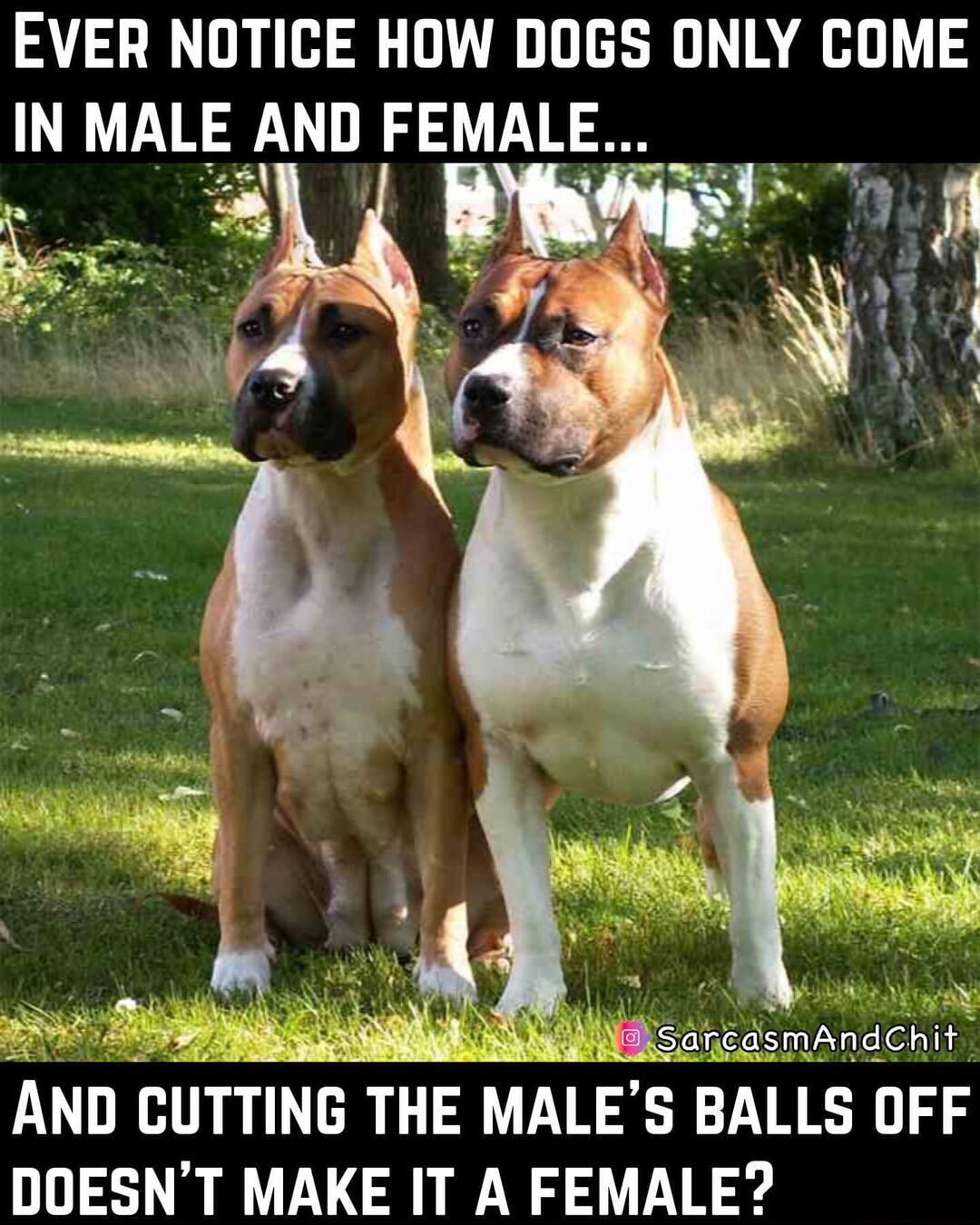 EVER NOTICE HOW DOGS ONLY COME IN MALEA ND FEMALE SOy s ATT W B 1 ESarcsrAdhlf AND CUTTNG THE MALES BALLS OFF DOESNT MAKE IT A FEMALE