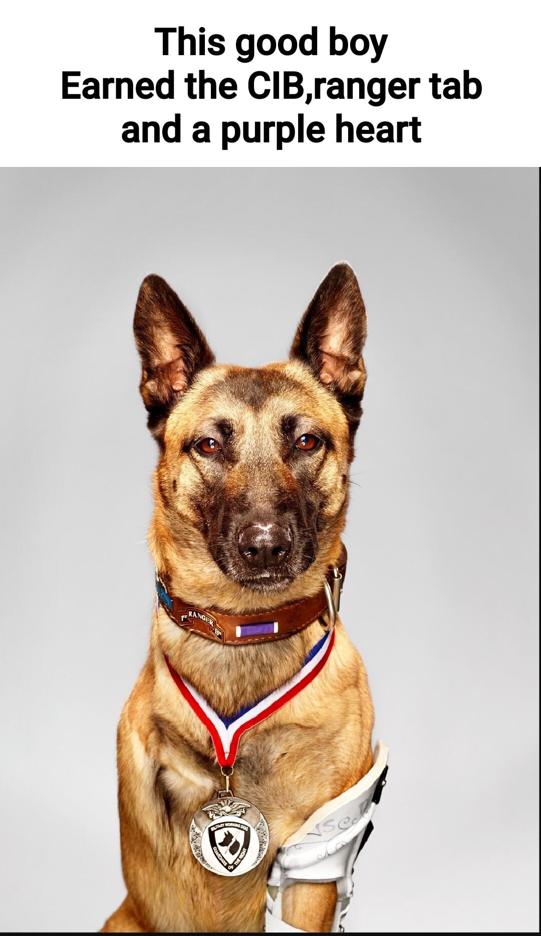 This good boy Earned the CIBranger tab and a purple heart