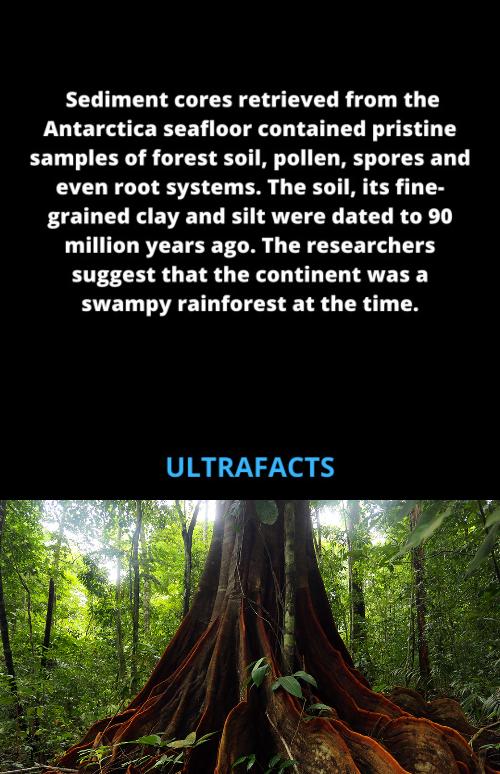 Sediment cores retrieved from the Antarctica seafloor contained pristine samples of forest soil pollen spores and even root systems The soil its fine grained clay and silt were dated to 90 million years ago The researchers suggest that the continent was a swampy rainforest at the time ULTRAFACTS