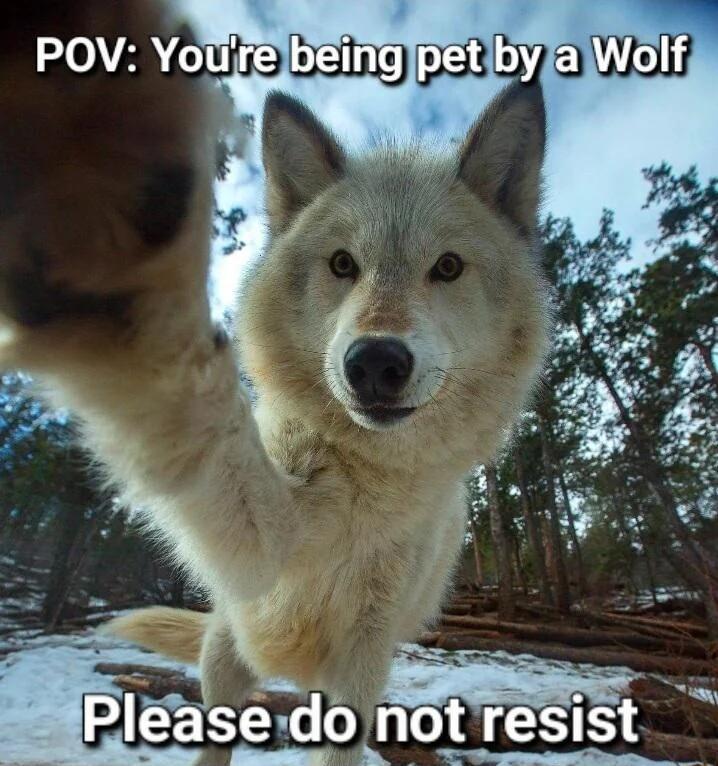 Pleasedo ngtireisiist s i