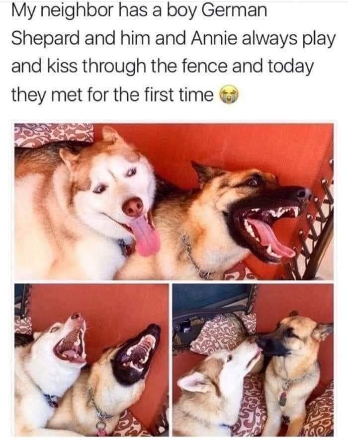 My neighbor has a boy German Shepard and him and Annie always play and kiss through the fence and today they met for the first time