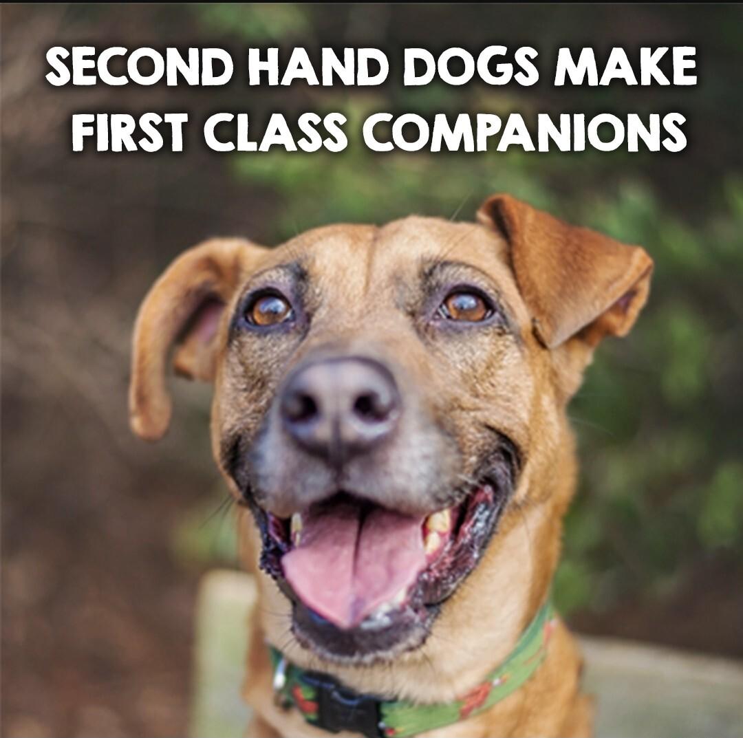SECOND HAND DOGS MAKE FIRST CLASS COMPANIONS