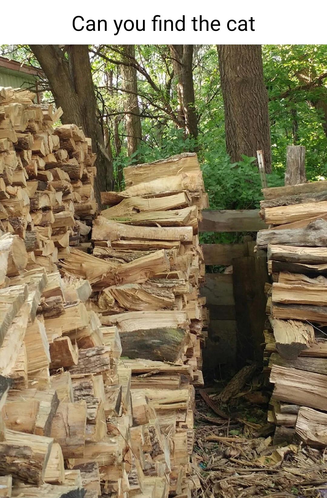 Can you find the cat