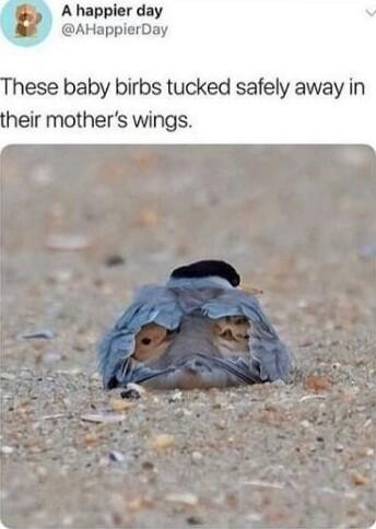 A happier day AHappierDay ese baby birbs tucked safely away in heir mothers wings